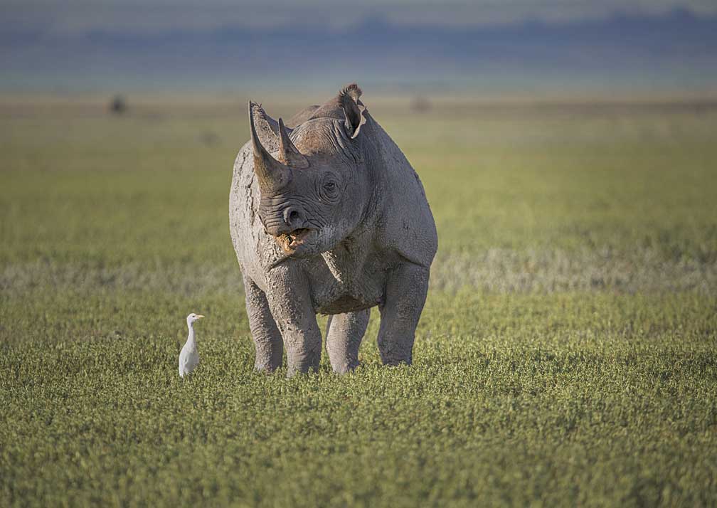 Cratère du Ngorongoro