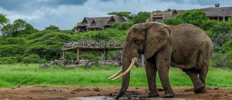 Éléphants au Kenya