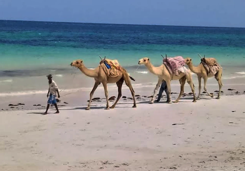 Meilleure Période pour Visiter - le Kenya