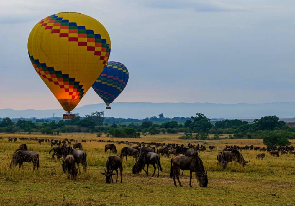 Meilleurs - parcs nationaux du Kenya