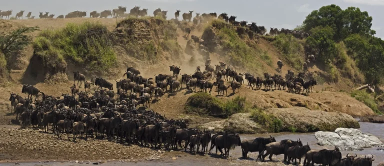 Migration de la Faune au Kenya