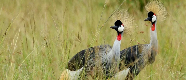 Observation des oiseaux au Kenya