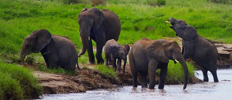 Parc national de Tarangire