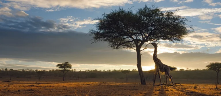 Parc national du Serengeti.