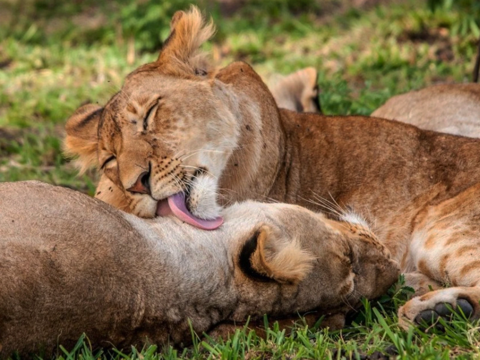 Ngorongoro Crater