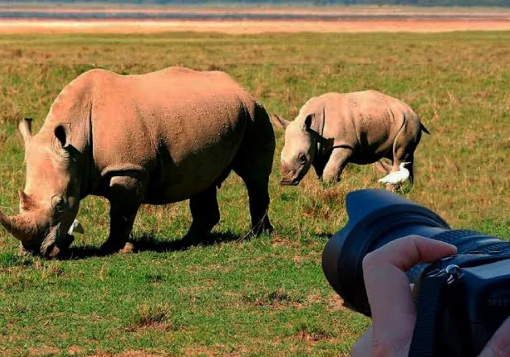 Photographie animalière au Kenya.