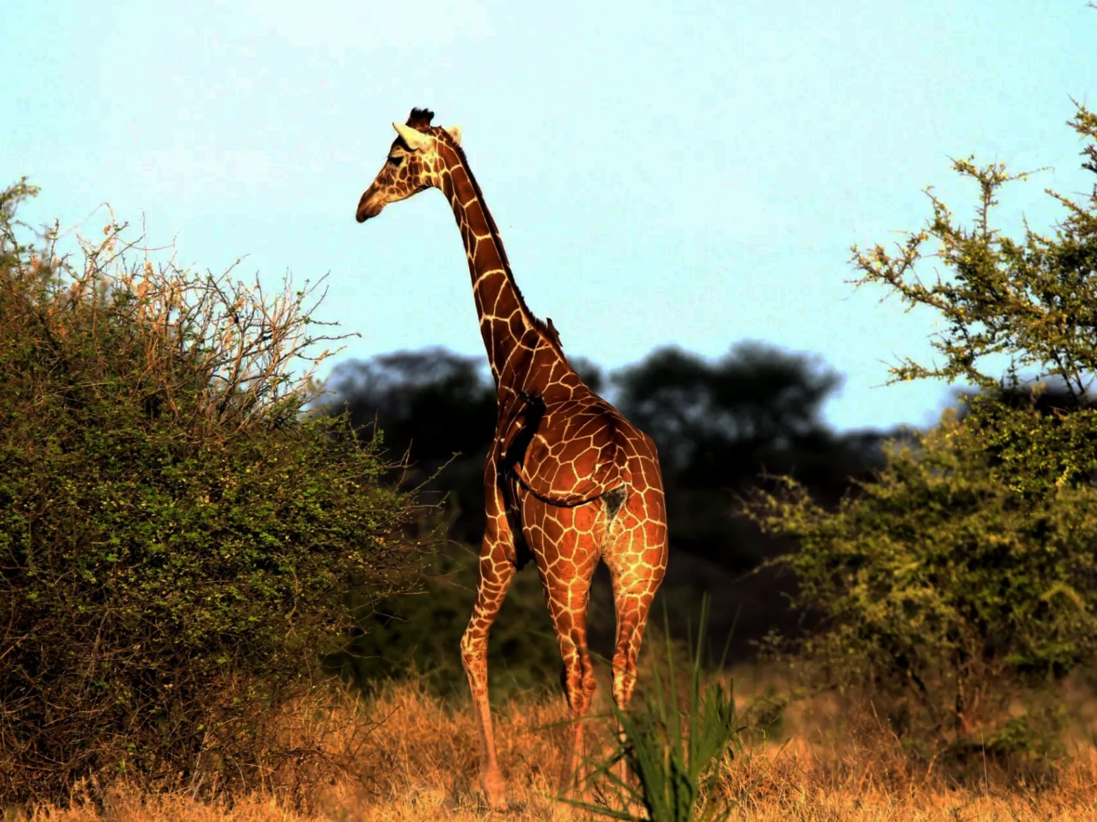 Réserve Nationale de Samburu