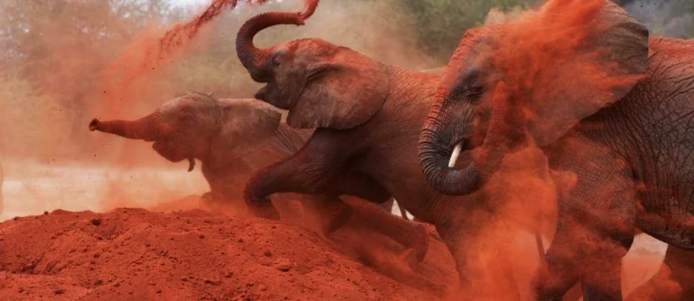 Safari 1 Day Tsavo East