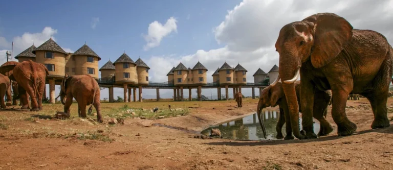Safari 3 days Amboseli _ Taita Hills