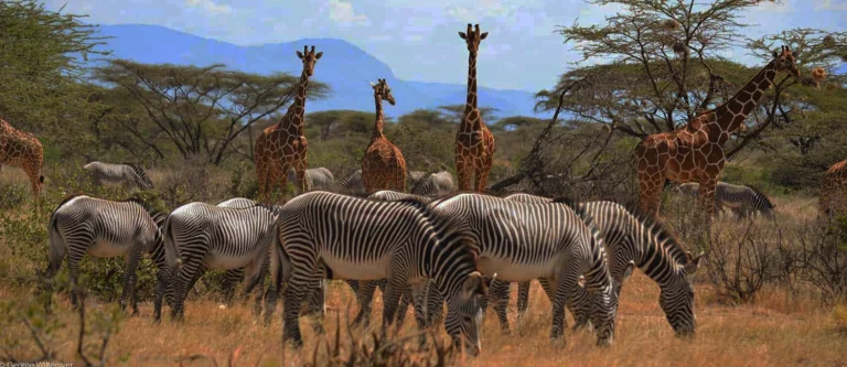 Safari Samburu