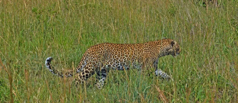 Safari Tsavo