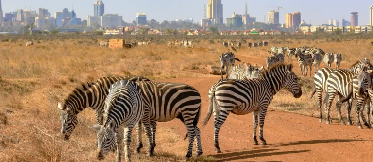 Safari au parc national de Nairobi