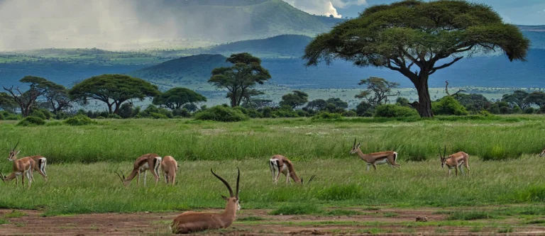 Safari de 3 jours à Tsavo Est et Amboseli