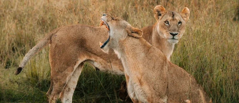 Safari privé au Kenya