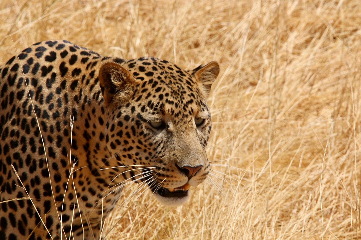 Réserve Nationale du Masai Mara