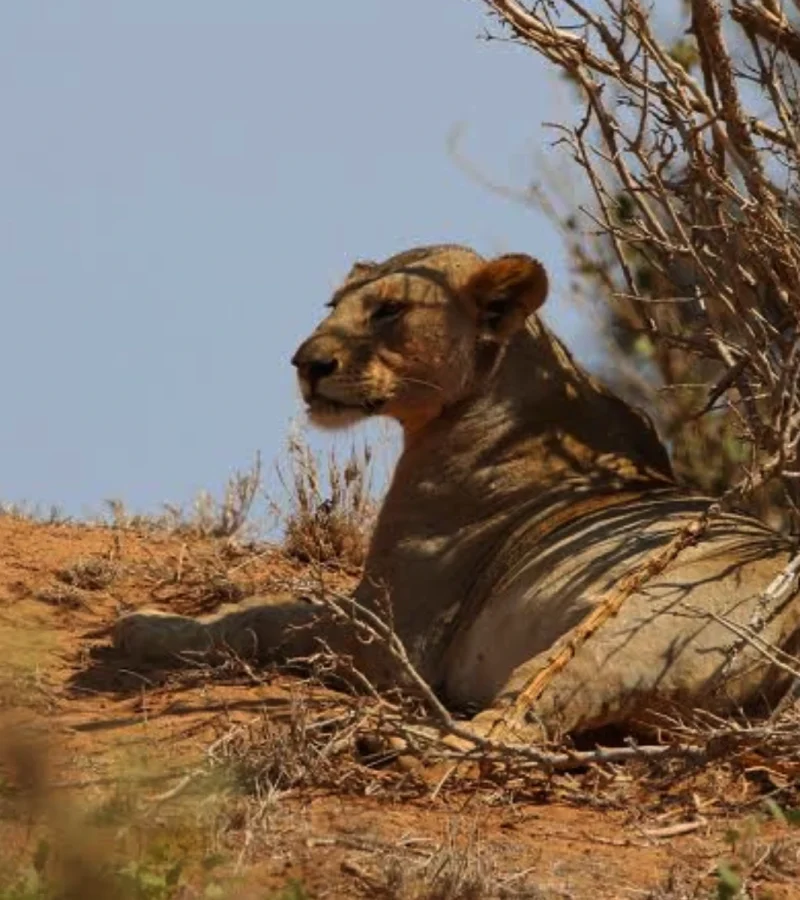 Bienvenue au Parc National de Tsavo Est