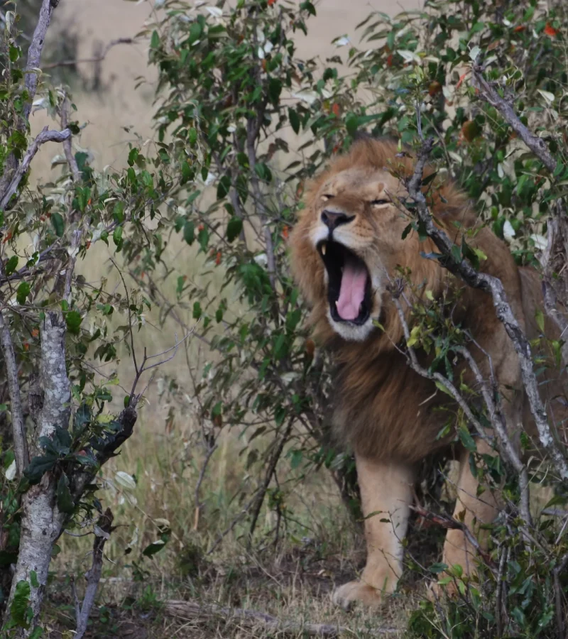 Parc national de Nairobi.