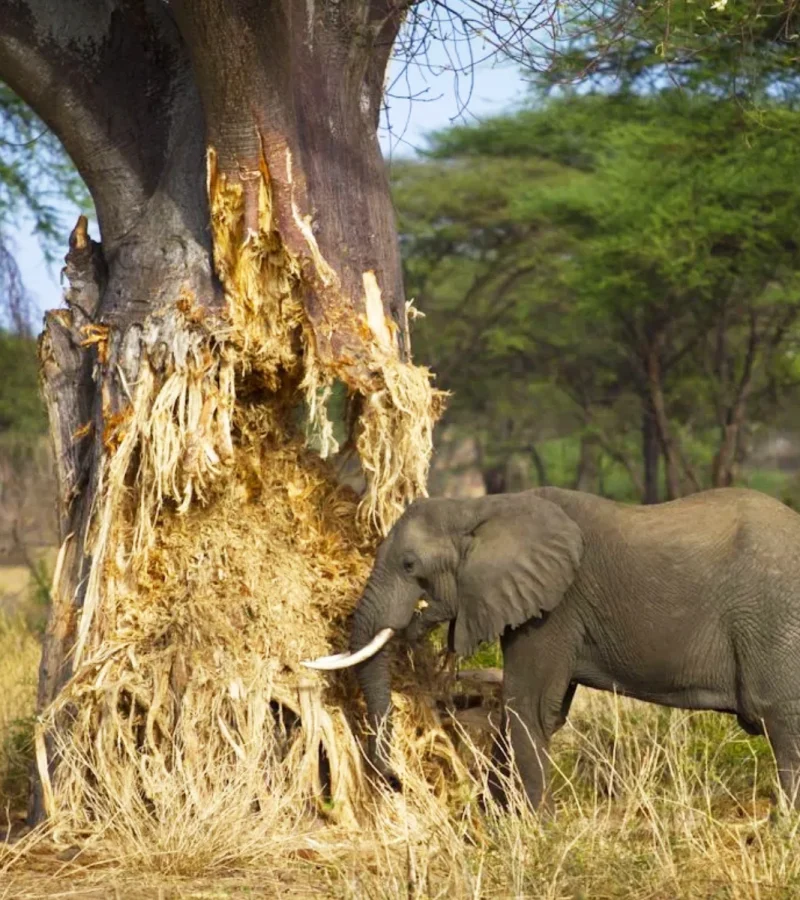 Parc national de Tarangire.