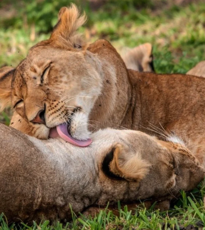 Parc national du - Serengeti.