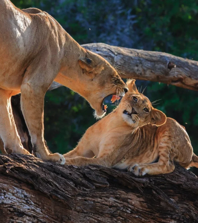 Samburu..